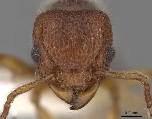 Tetramorium obesum specimen CASENT0280874 image casent0280874_2