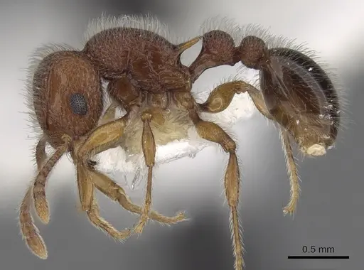 Tetramorium obesum specimen CASENT0280874 image casent0280874_3