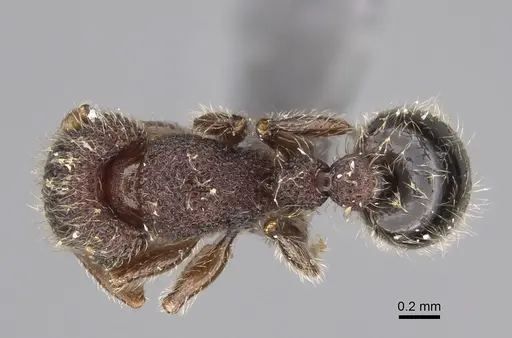 Tetramorium obesum specimen CASENT0923334 image casent0923334_1