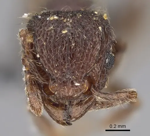 Tetramorium obesum specimen CASENT0923334 image casent0923334_2