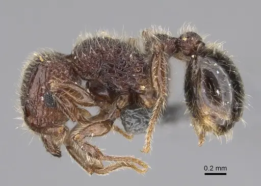 Tetramorium obesum specimen CASENT0923334 image casent0923334_3