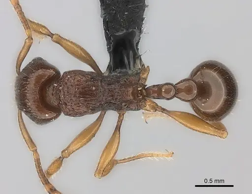 Tetramorium obiwan specimen CASENT0050010 image casent0050010_1