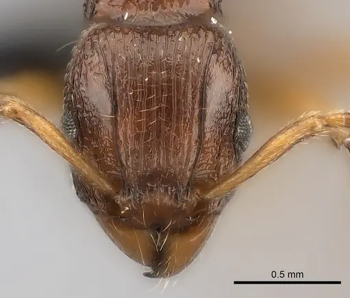 Tetramorium obiwan specimen CASENT0050010 image casent0050010_2