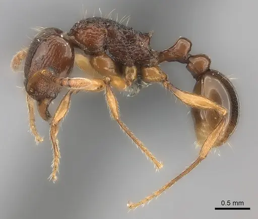 Tetramorium obiwan specimen CASENT0050010 image casent0050010_3