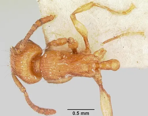 Tetramorium obiwan specimen CASENT0101556 image casent0101556_1