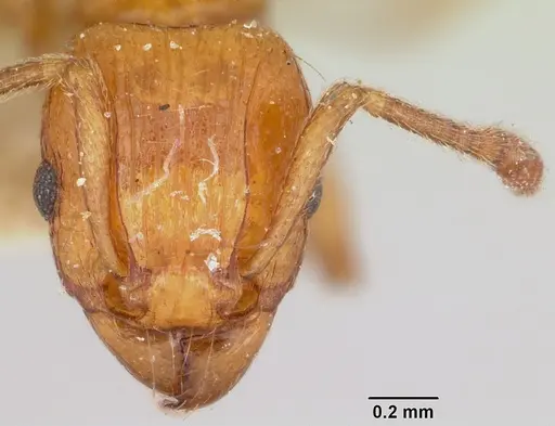 Tetramorium obiwan specimen CASENT0101556 image casent0101556_2
