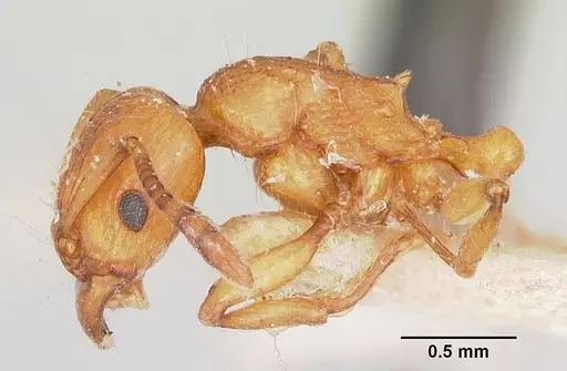 Tetramorium obiwan specimen CASENT0101556 image casent0101556_3