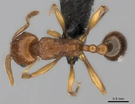 Tetramorium obiwan specimen CASENT0118435 image casent0118435_1