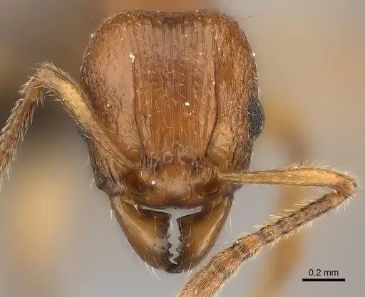 Tetramorium obiwan specimen CASENT0118435 image casent0118435_2