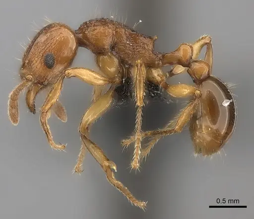 Tetramorium obiwan specimen CASENT0118435 image casent0118435_3