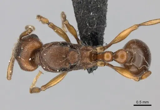 Tetramorium obiwan specimen CASENT0217764 image casent0217764_1