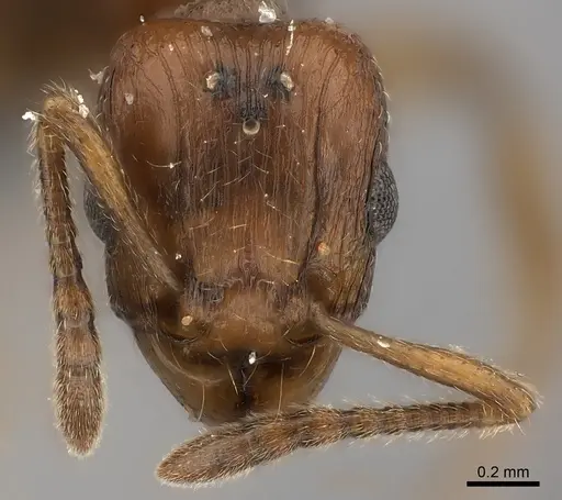 Tetramorium obiwan specimen CASENT0217764 image casent0217764_2