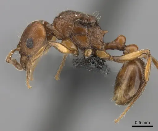 Tetramorium obiwan specimen CASENT0217764 image casent0217764_3