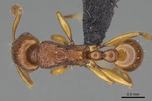 Tetramorium obiwan specimen CASENT0447245 image casent0447245_1