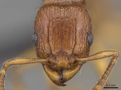 Tetramorium obiwan specimen CASENT0447245 image casent0447245_2