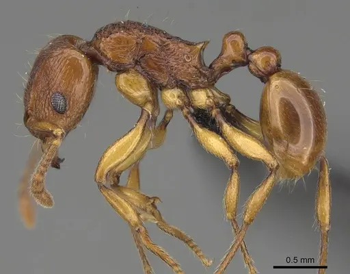 Tetramorium obiwan specimen CASENT0447245 image casent0447245_3