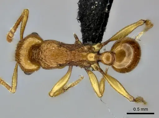 Tetramorium obiwan specimen CASENT0492794 image casent0492794_1