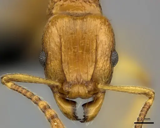 Tetramorium obiwan specimen CASENT0492794 image casent0492794_2