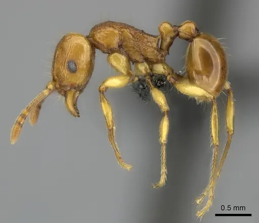 Tetramorium obiwan specimen CASENT0492794 image casent0492794_3