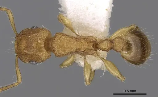 Tetramorium obtusidens specimen CASENT0280886 image casent0280886_1