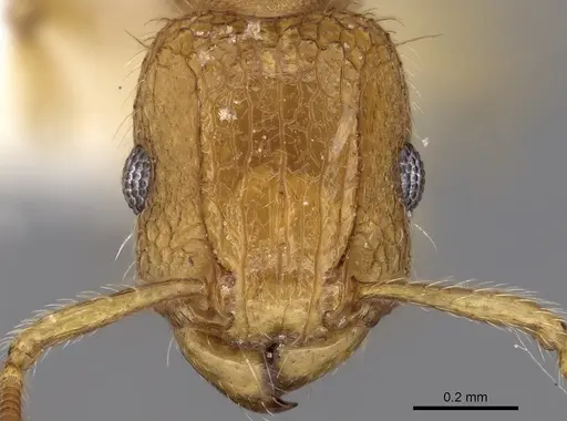 Tetramorium obtusidens specimen CASENT0280886 image casent0280886_2