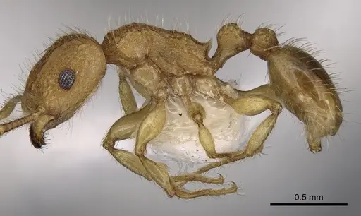 Tetramorium obtusidens specimen CASENT0280886 image casent0280886_3