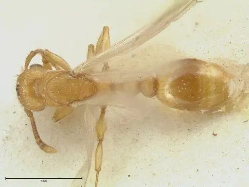 Tetramorium obtusidens specimen FOCOL2072 image focol2072_1