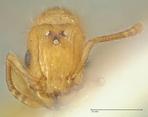 Tetramorium obtusidens specimen FOCOL2072 image focol2072_2
