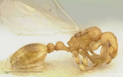 Tetramorium obtusidens specimen FOCOL2072 image focol2072_3