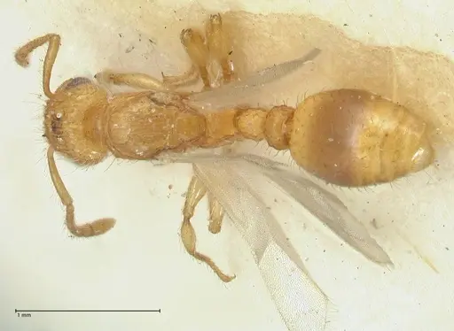 Tetramorium obtusidens specimen FOCOL2073 image focol2073_1