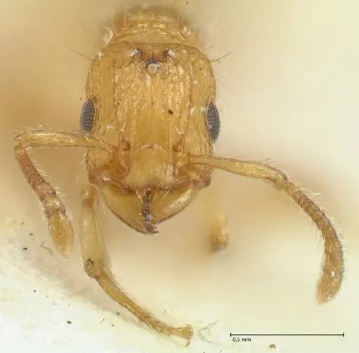 Tetramorium obtusidens specimen FOCOL2073 image focol2073_2