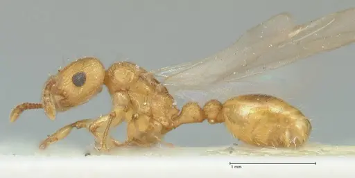 Tetramorium obtusidens specimen FOCOL2073 image focol2073_3