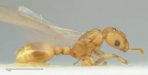 Tetramorium obtusidens specimen FOCOL2073 image focol2073_4