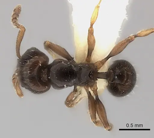 Tetramorium occidentale specimen CASENT0218174 image casent0218174_1