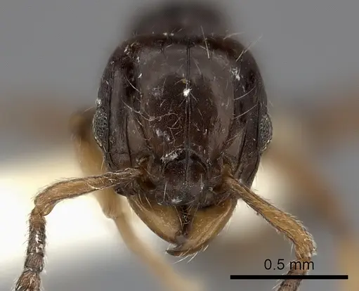 Tetramorium occidentale specimen CASENT0218174 image casent0218174_2