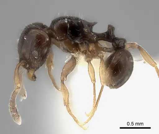 Tetramorium occidentale specimen CASENT0218174 image casent0218174_3