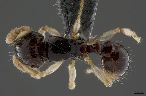 Tetramorium occidentale specimen CASENT0365746 image casent0365746_1