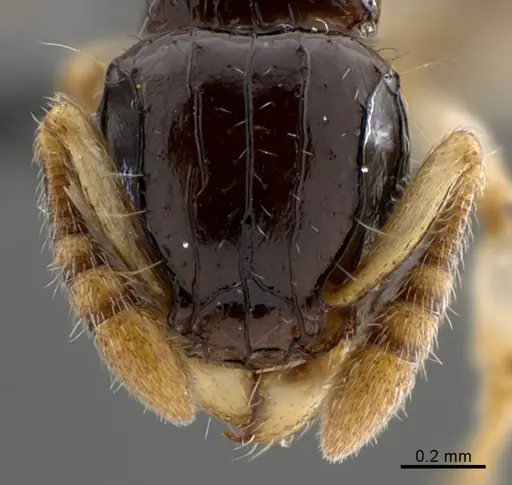 Tetramorium occidentale specimen CASENT0365746 image casent0365746_2
