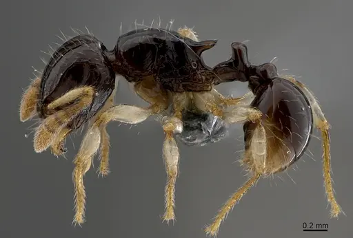 Tetramorium occidentale specimen CASENT0365746 image casent0365746_3