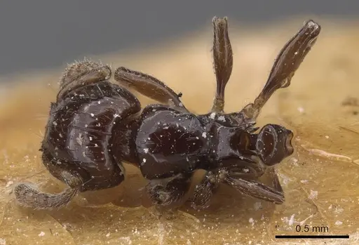 Tetramorium occidentale specimen CASENT0915037 image casent0915037_1