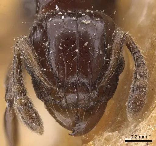 Tetramorium occidentale specimen CASENT0915037 image casent0915037_2