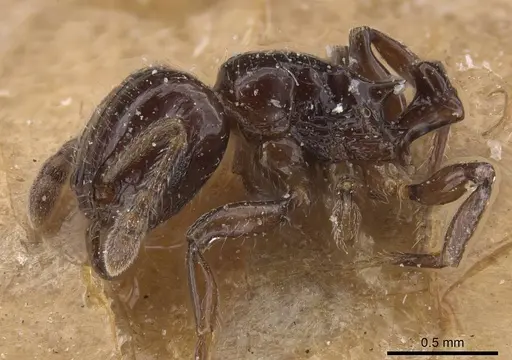 Tetramorium occidentale specimen CASENT0915037 image casent0915037_3