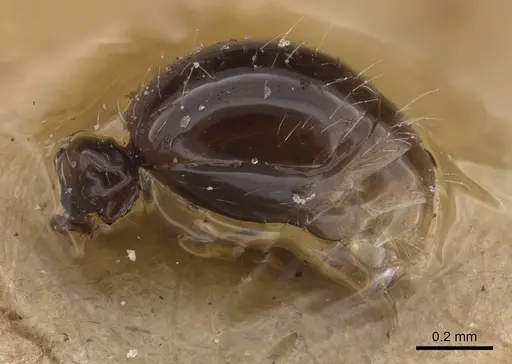 Tetramorium occidentale specimen CASENT0915037 image casent0915037_4