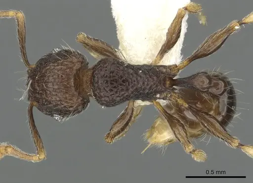 Tetramorium ocothrum specimen CASENT0901090 image casent0901090_1