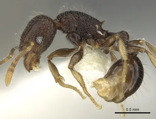 Tetramorium ocothrum specimen CASENT0901090 image casent0901090_3