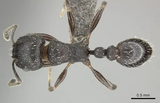Tetramorium oculatum specimen CASENT0249035 image casent0249035_1