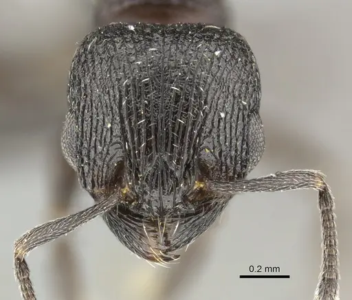 Tetramorium oculatum specimen CASENT0249035 image casent0249035_2