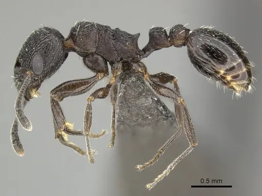 Tetramorium oculatum specimen CASENT0249035 image casent0249035_3