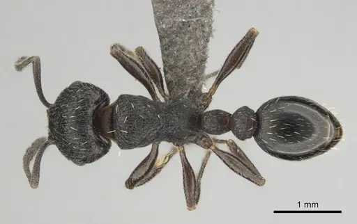 Tetramorium oculatum specimen CASENT0253112 image casent0253112_1
