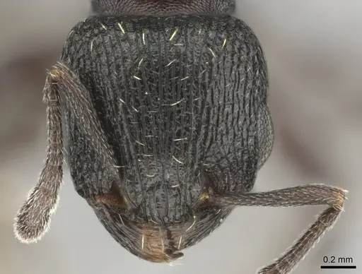 Tetramorium oculatum specimen CASENT0253112 image casent0253112_2